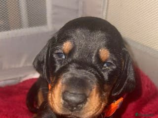 Dobermann dogs Top quality Doberman puppies - Advert 6