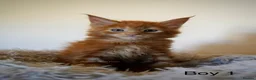 Maine Coon cats for sale: SHOW QUALITY GCCF MAINE COON KITTENS - Advert 2