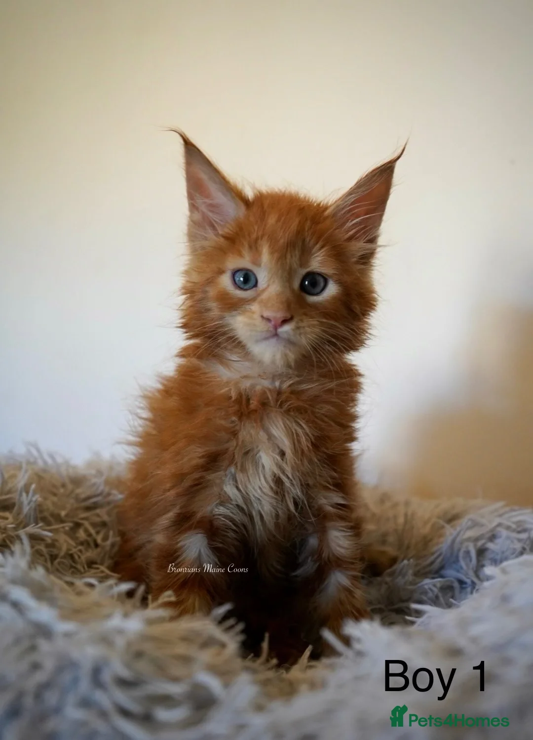 Maine Coon cats for sale: SHOW QUALITY GCCF MAINE COON KITTENS - Advert 2