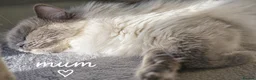 Ragdoll cats for sale: 🐾 TICA Beautiful Ragdoll Kittens - 2 Boys 🐾 - Advert 8