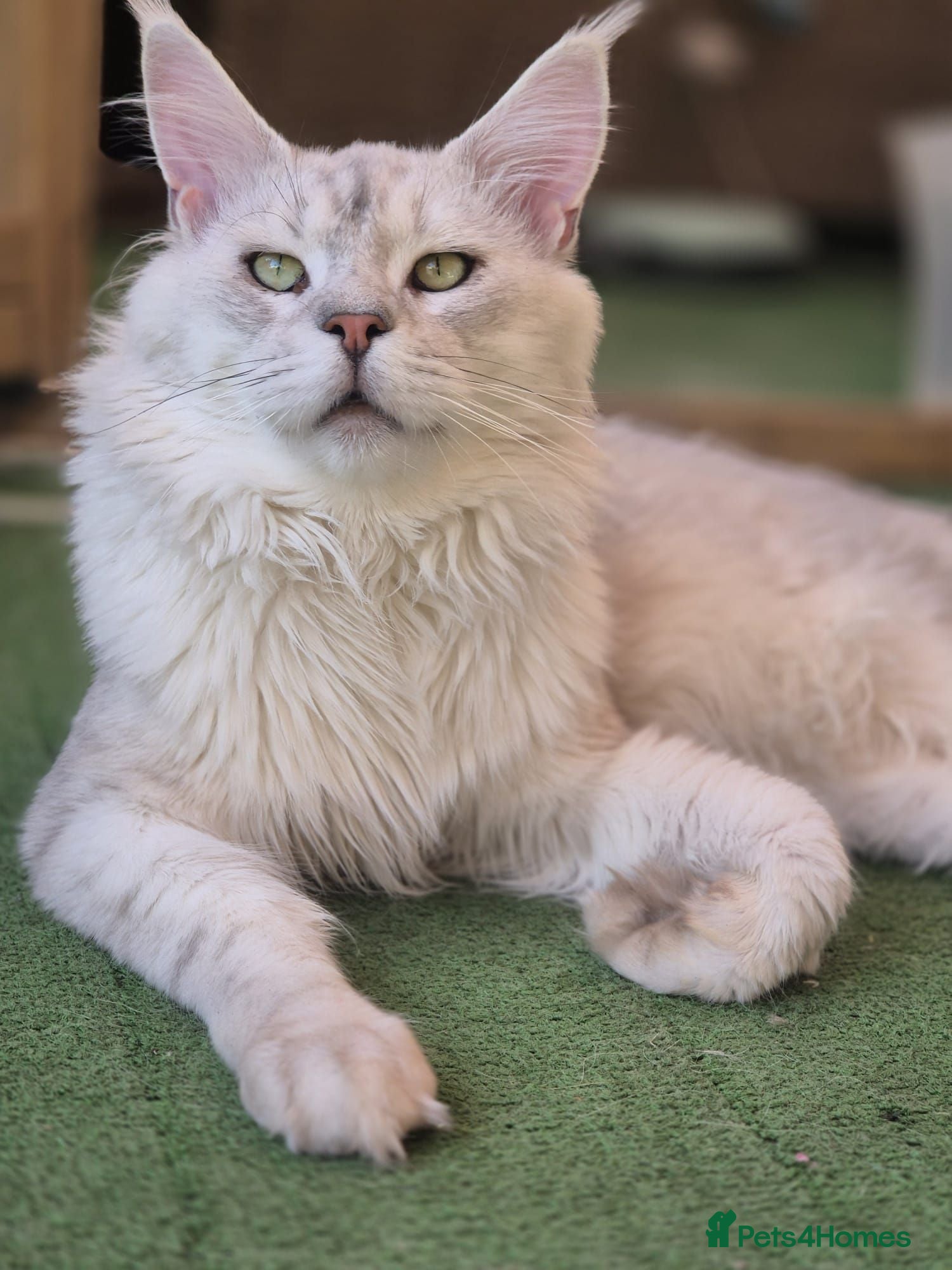 Maine Coon cats Milo Shaded stud ns11 - Advert 10