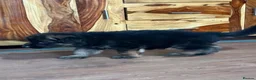 German Shepherd dogs for sale: German shepherd puppies  in Houghton le Spring - Advert 5