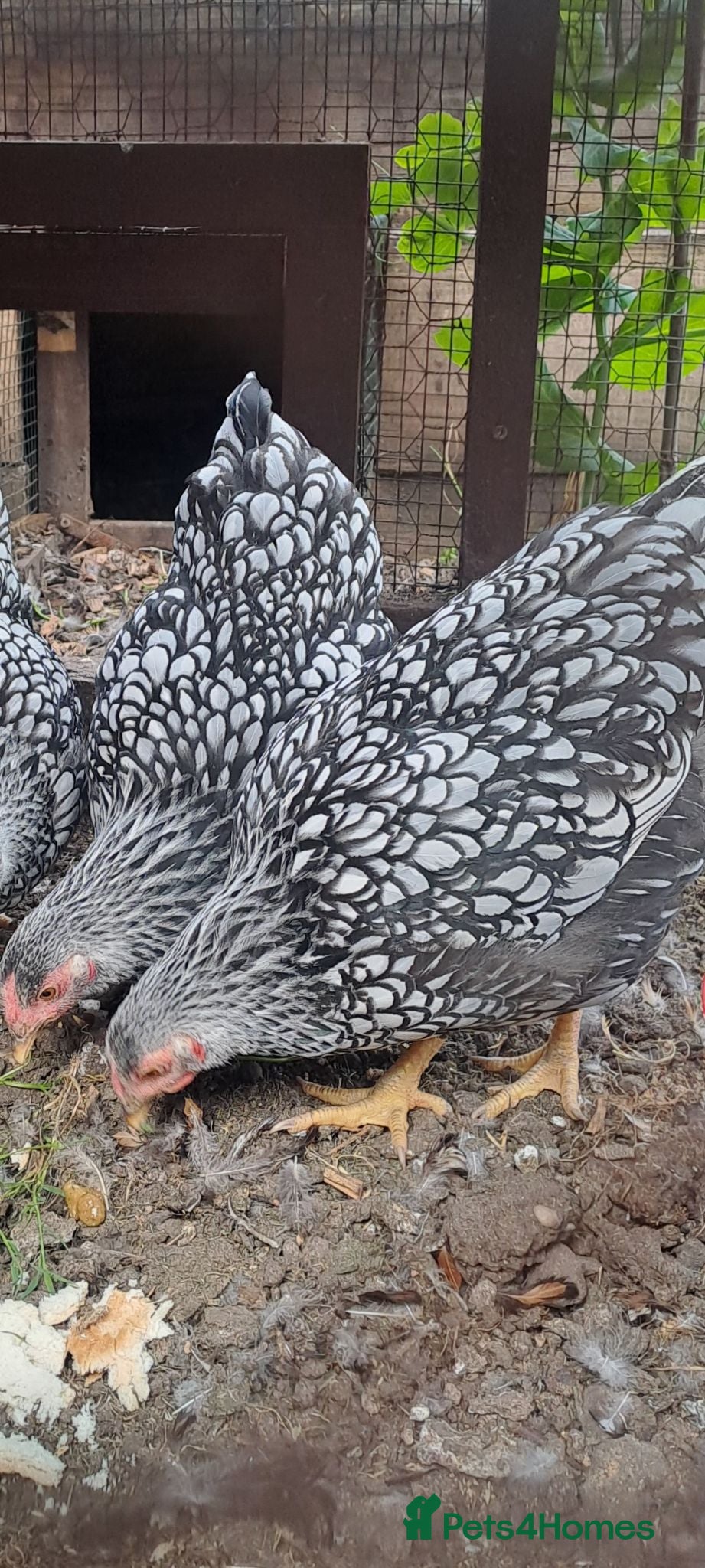 Chickens poultry Silver laced wyandotte hens - Advert 9