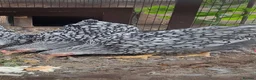 Chickens poultry for sale: Silver laced wyandotte hens - Advert 1