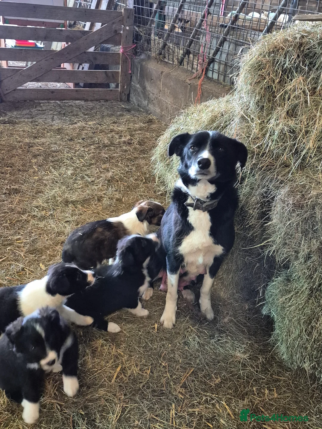 Border Collie dogs for sale: Border Collie Pups - Advert 10