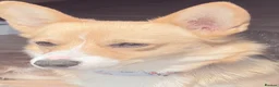 Welsh Corgi Pembroke dogs for sale: Beautiful corgi female adult  - Advert 1