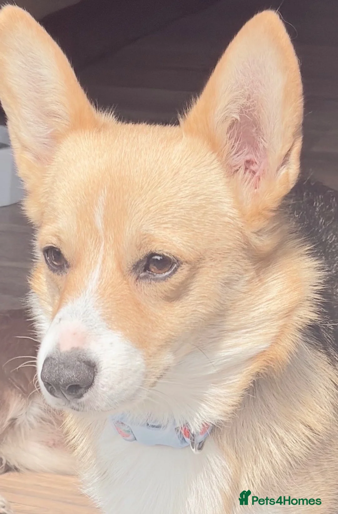 Welsh Corgi Pembroke dogs for sale: Beautiful corgi female adult  - Advert 1