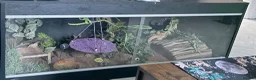 Bearded Dragon reptiles for sale: Bearded dragon  - Advert 1