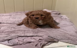 Cavapoo dogs for sale: Cute Cavapoo Male  - Image 4