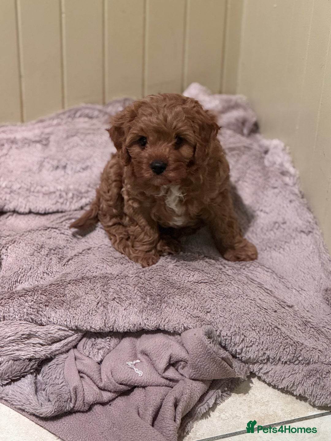 Cavapoo dogs for sale: Cute Cavapoo Male  - Image 4