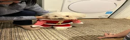 Bichon Frise dogs for sale: Male beshon frise  - Advert 2