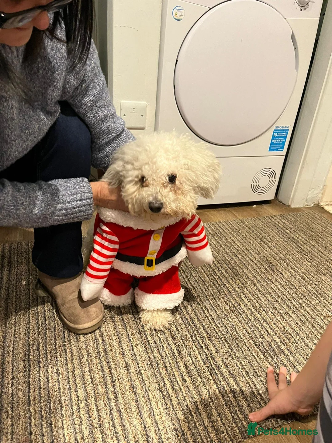 Bichon Frise dogs for sale: Male beshon frise  - Advert 2