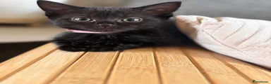 Domestic Shorthair 1