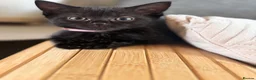 Domestic Shorthair cats for sale: Adorable black kittens  in Blackburn - Advert 5