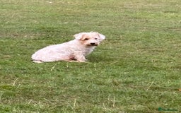 Mixed Breed dogs for sale: Sealyham x Jack Russell - Image 15