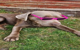 Labrador Retriever dogs for sale: 2 year old silver labrador - Image 2