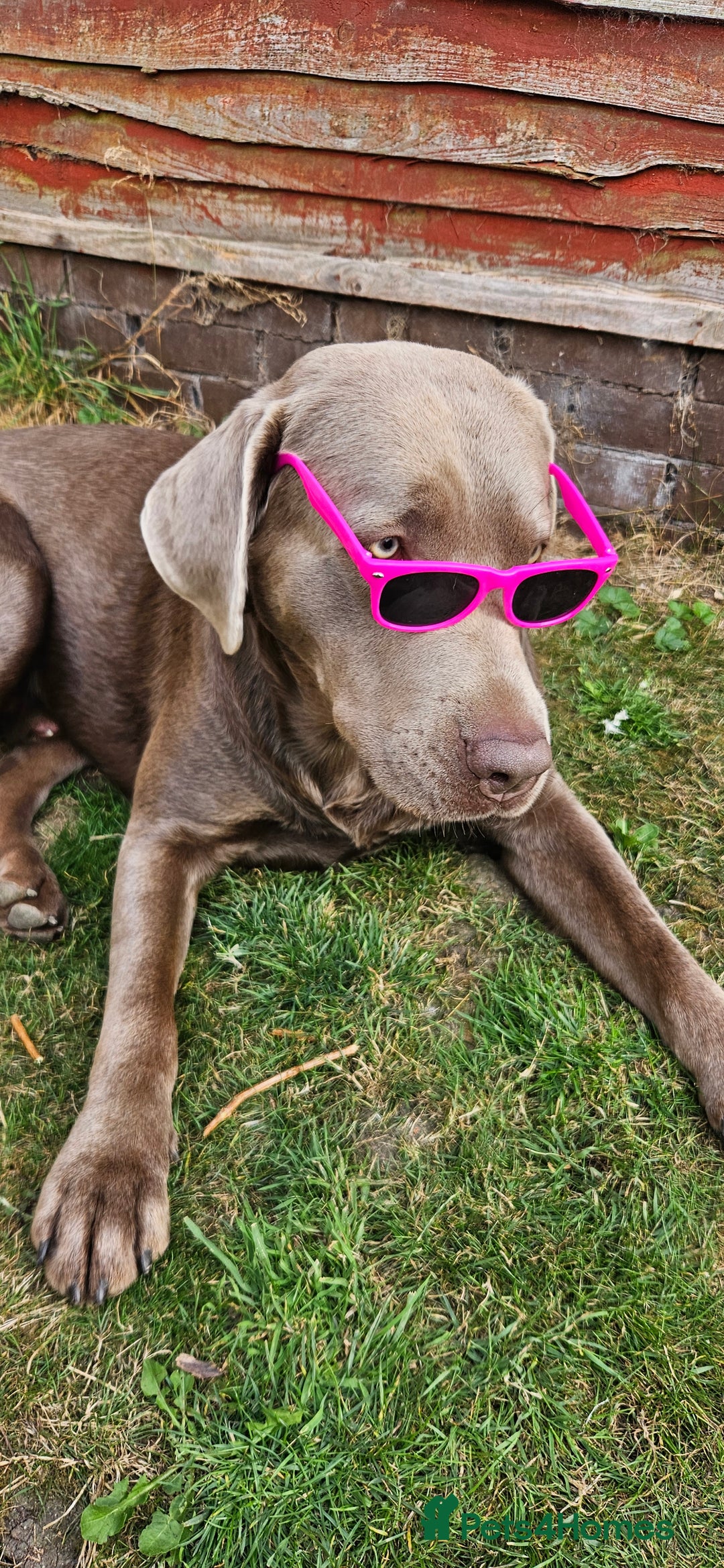Labrador Retriever dogs for sale: 2 year old silver labrador - Image 2