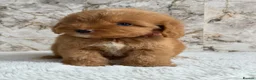 Cockapoo dogs for sale: Health tested F1 cockapoo puppies 🐶  - Advert 19