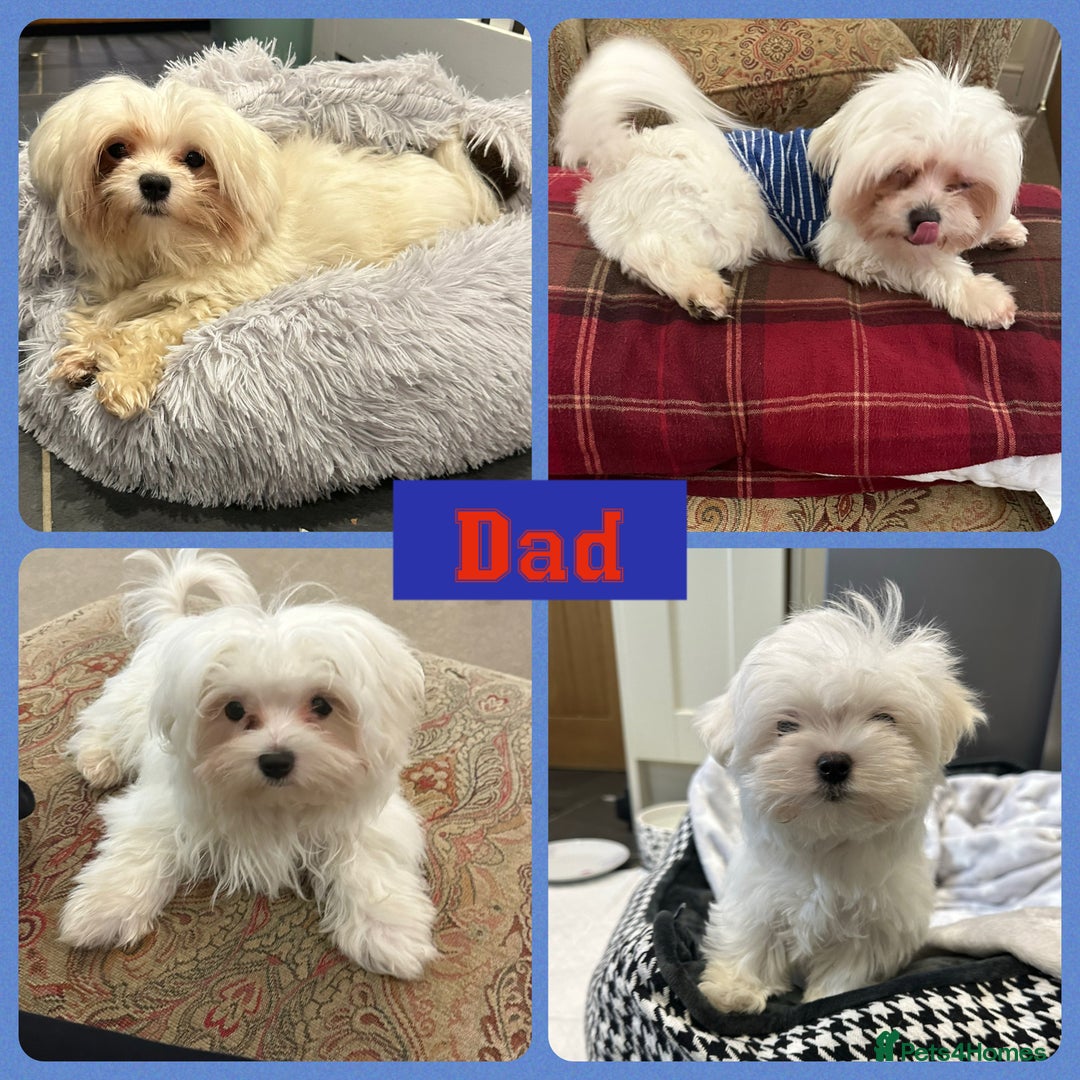 Maltipoo dogs for sale: F1 tiny Maltipoo’s  - Image 9