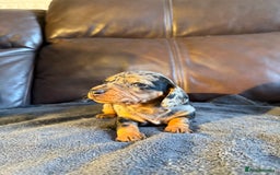 Dachshund dogs for sale: Beautiful standard dachshund puppies ❤️ - Image 12