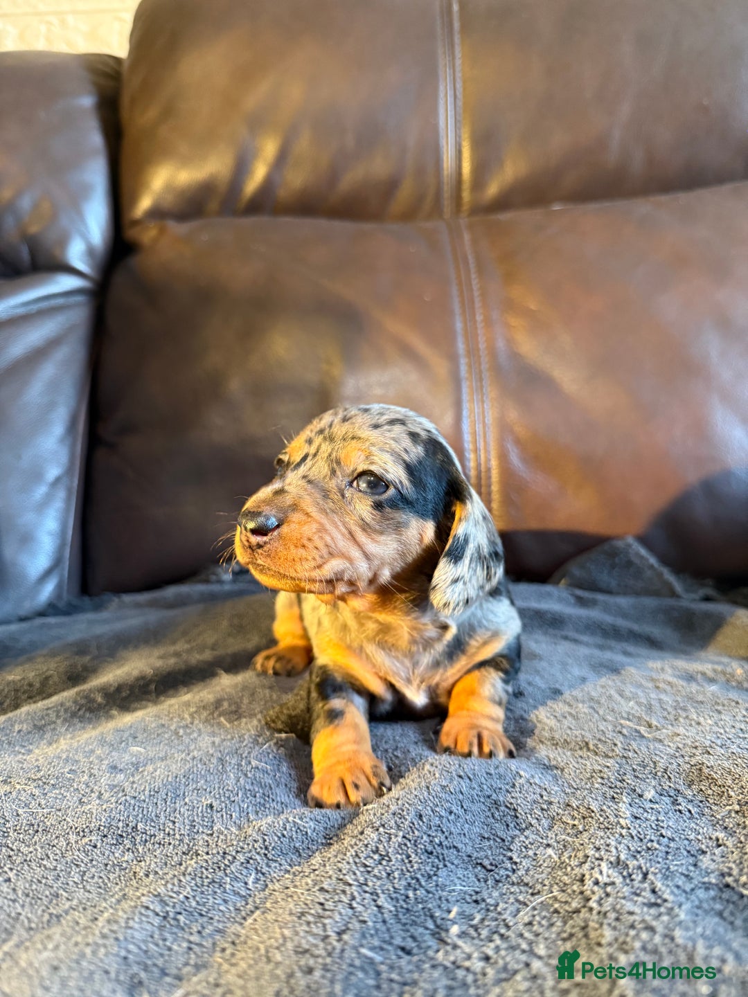 Dachshund dogs for sale: Beautiful standard dachshund puppies ❤️ - Image 12