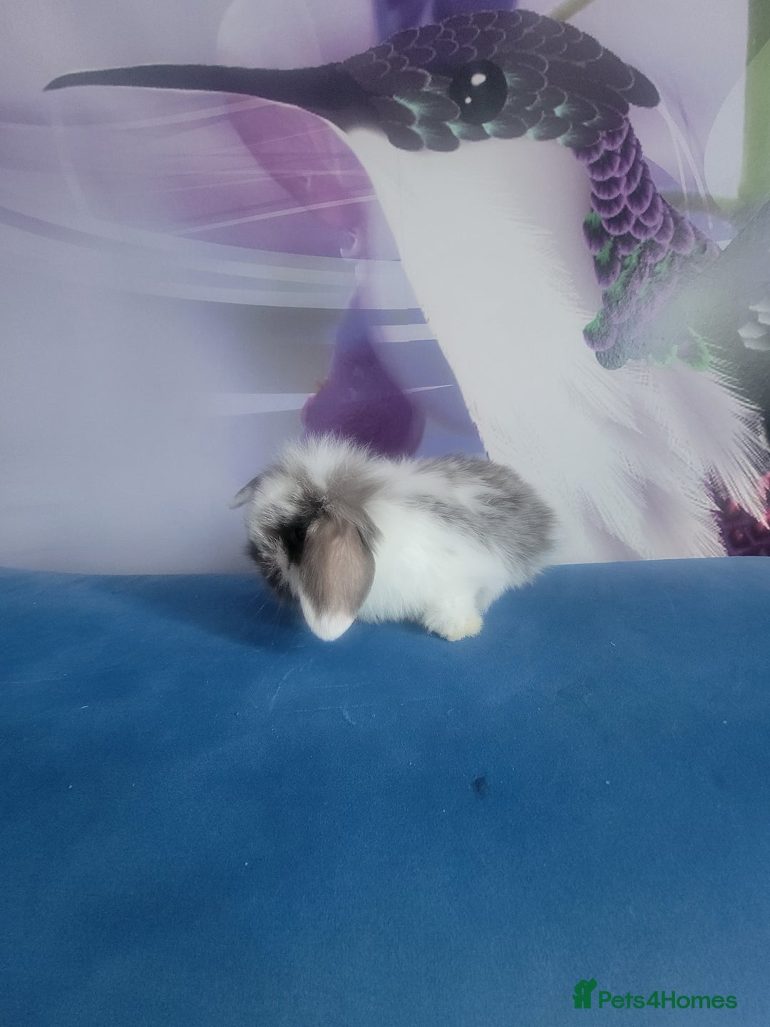 Mini Lop rabbits for sale: Mini lop bunnies  - Image 2