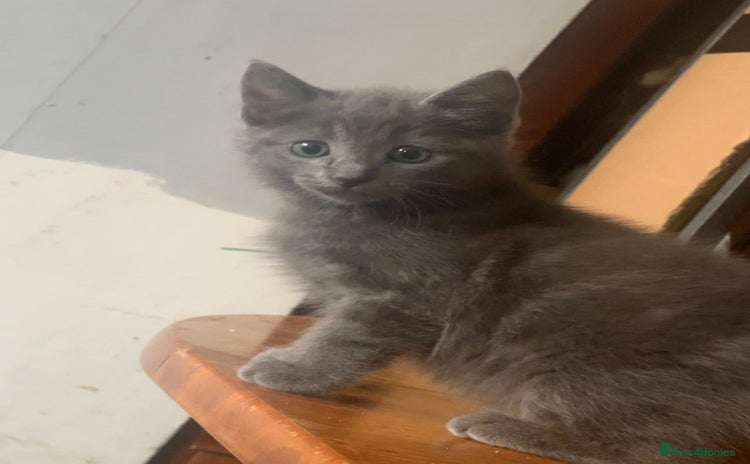 Mixed Breed cats - Advert 11