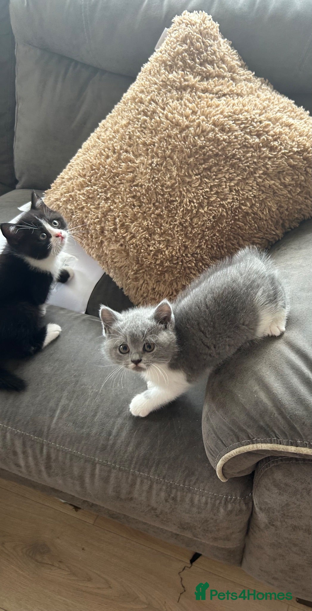 British Shorthair cats 💥READY THIS WEEKEND 💥Cute BSH Kittens  - Advert 1