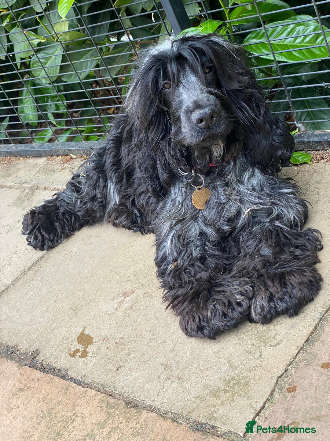 Cocker Spaniel dogs for sale: ‼️ ATTENTION PLEASE ‼️ - Advert 7