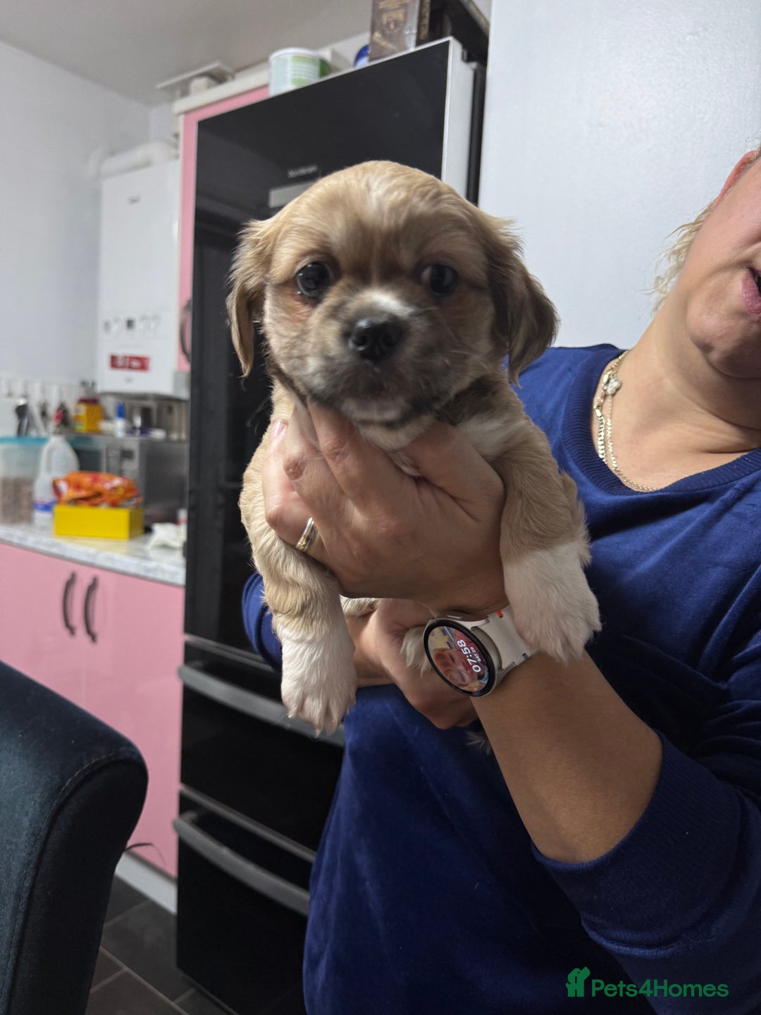 Tibetan Spaniel dogs for sale: Tibetan spaniel  - Advert 5