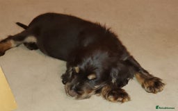 Cocker Spaniel dogs for sale: Chocolate roan cocker spaniel  - Advert 6