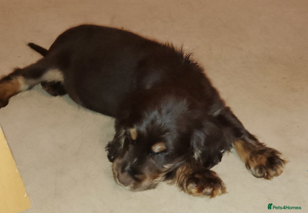 Cocker Spaniel dogs for sale: Chocolate roan cocker spaniel  - Advert 6