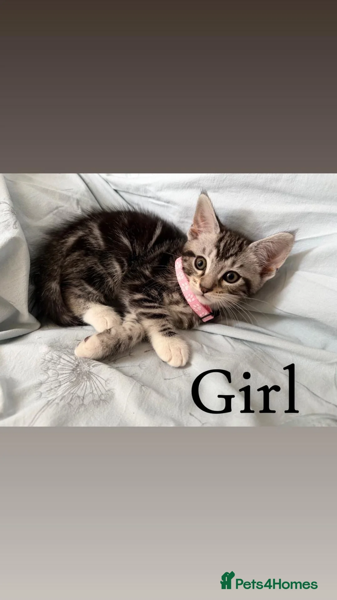 Mixed Breed cats for sale: Maine coon cross breed kitten - Advert 10
