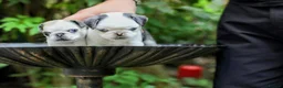 Pug dogs for sale: Panda pugs in Bishop Auckland - Advert 33
