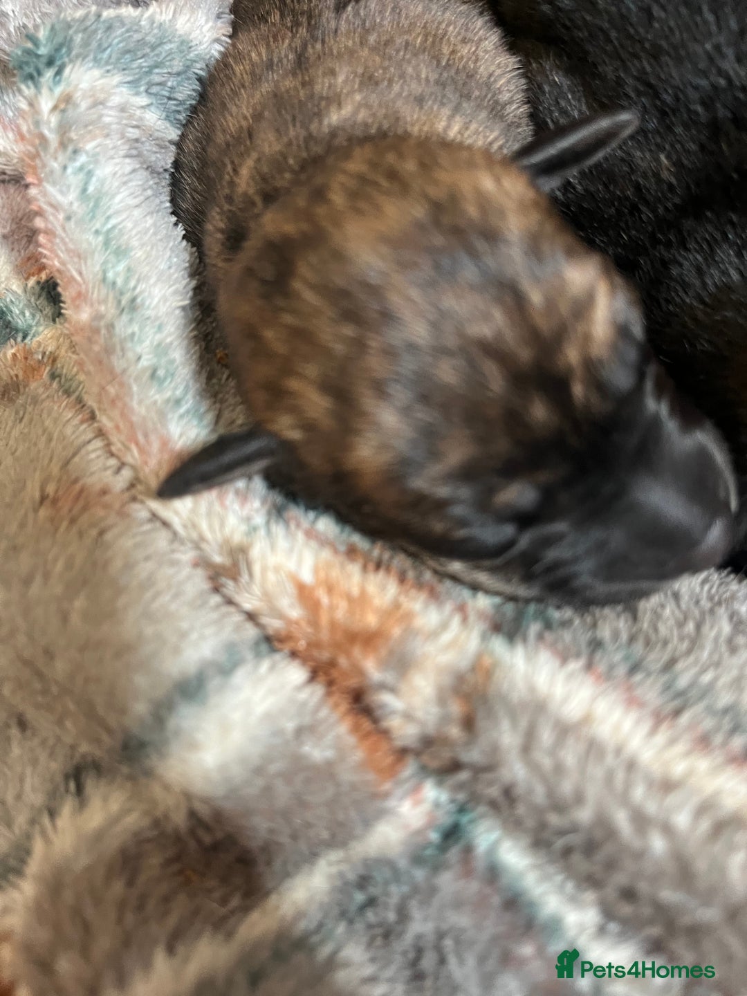 Mixed Breed dogs for sale: Beautiful Lurcher pups (Hancock lines!!) - Image 5