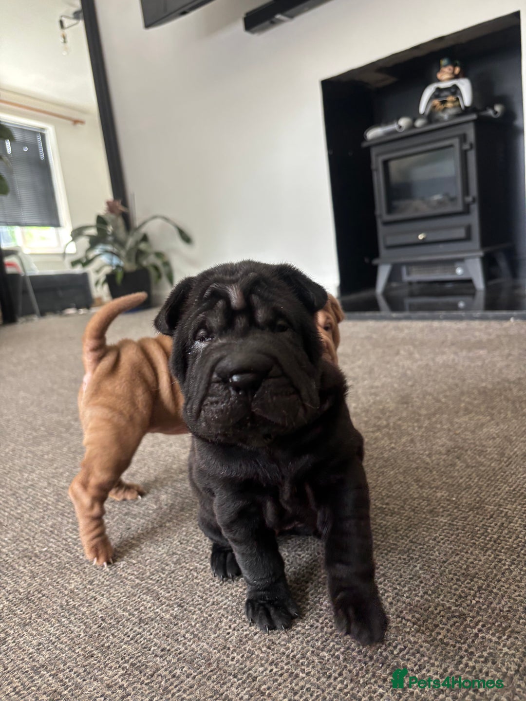 Shar Pei dogs for sale: 🔥 BEAUTIFUL SHARPEI PUPS 🔥 - Image 3