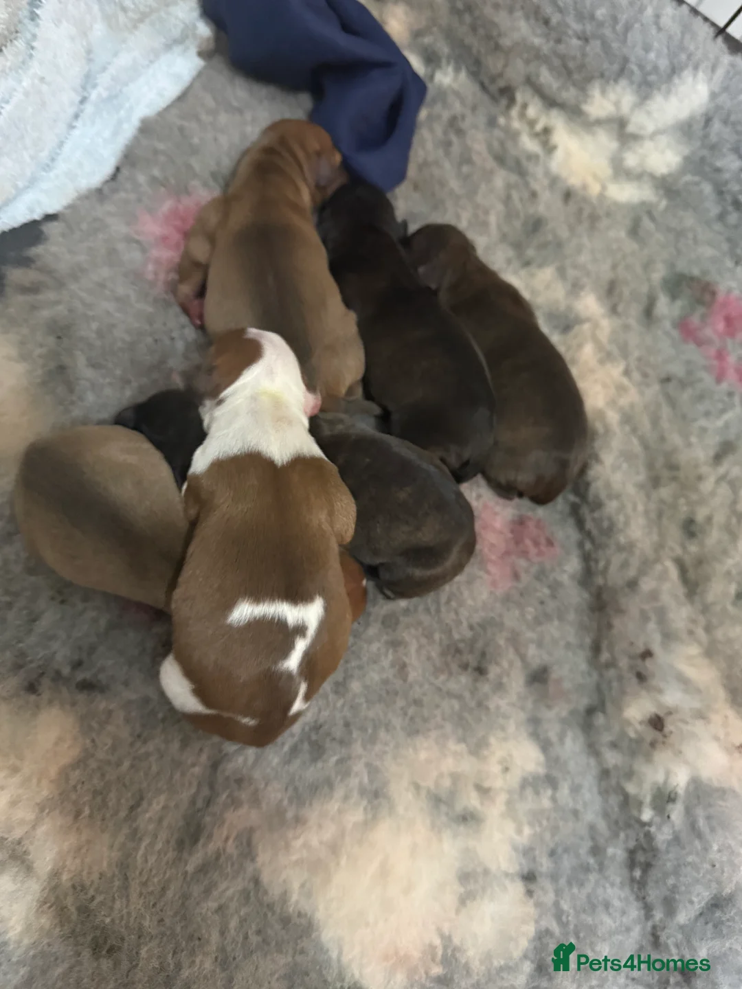 Staffordshire Bull Terrier dogs for sale: Staffie pups  - Advert 3