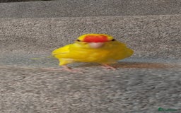 Parakeets birds for sale: Hand reared Buttercup Kakariki - Advert 5