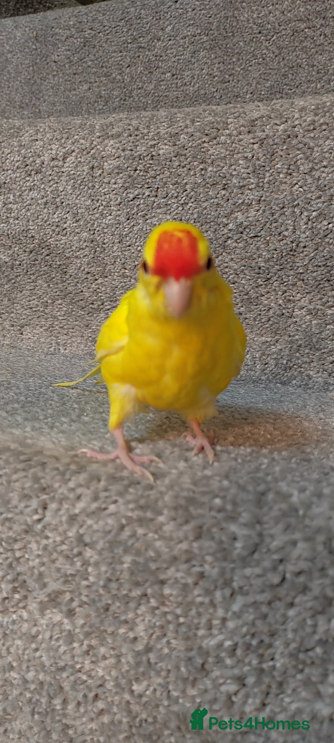 Parakeets birds for sale: Hand reared Buttercup Kakariki - Advert 5