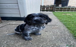Cocker Spaniel dogs for sale: Show cocker spaniel pups  - Image 5