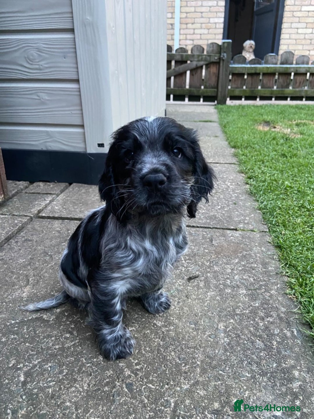 Cocker Spaniel dogs for sale: Show cocker spaniel pups  - Image 5