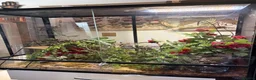 Corn Snake reptiles for sale: Male corn snake - Advert 4