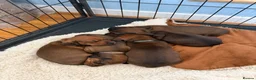 Dachshund dogs for sale: Miniature Dachshund puppies in Merthyr Tydfil - Advert 7