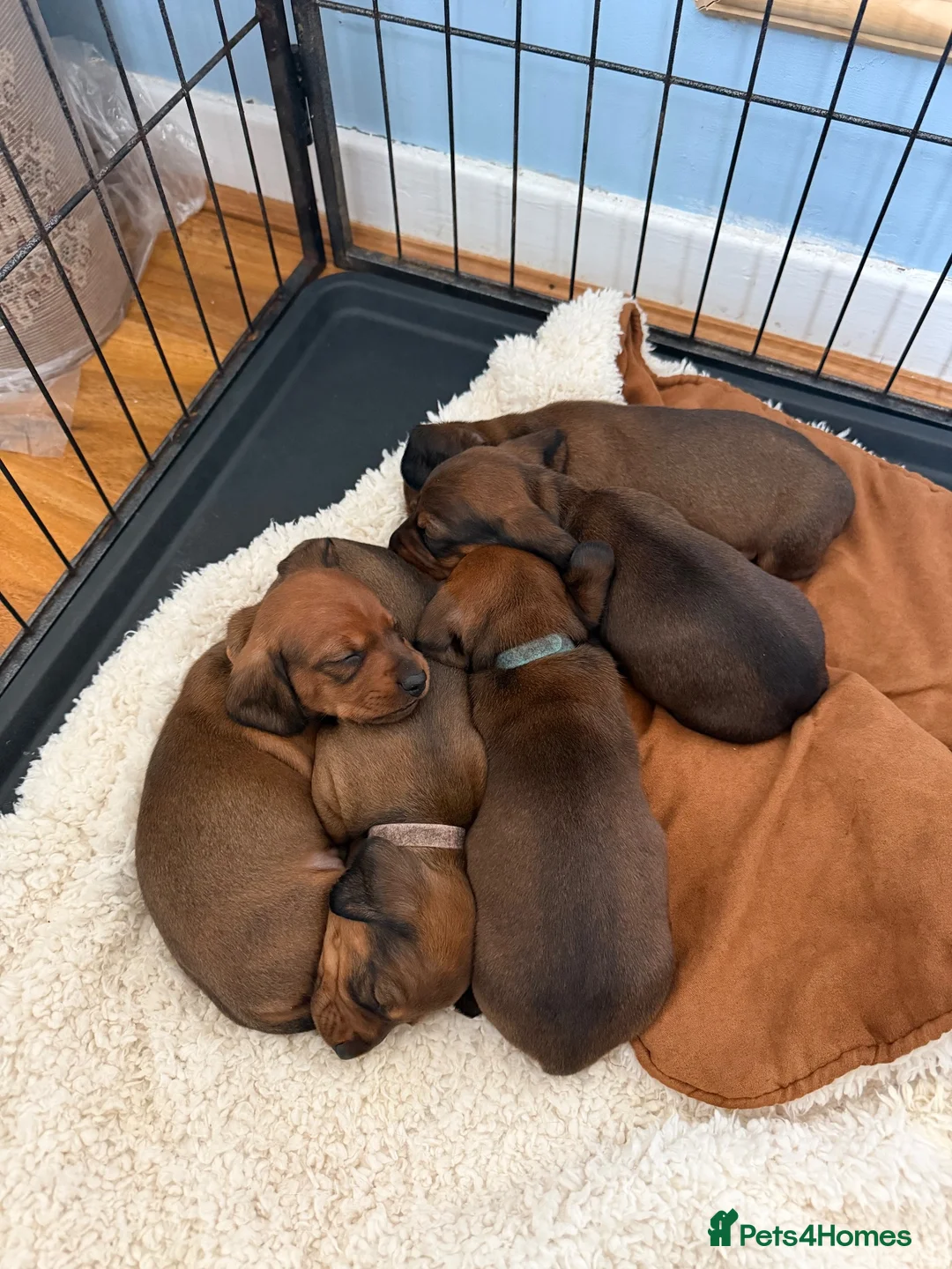 Dachshund dogs for sale: Miniature Dachshund puppies in Merthyr Tydfil - Advert 7