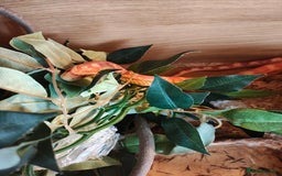 Corn Snake reptiles for sale: Beautiful 3ft corn snake with viv  - Image 1