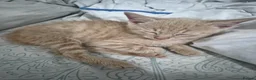Mixed Breed cats for sale: Adorable Cream ginger kittens. - Advert 2