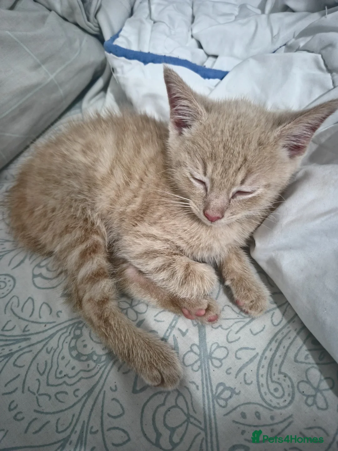 Mixed Breed cats for sale: Adorable Cream ginger kittens. - Advert 2