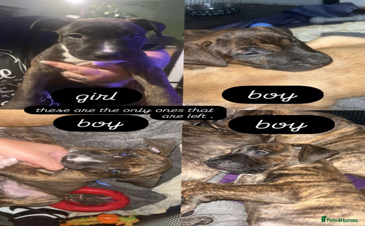 Mixed Breed dogs - Advert 5