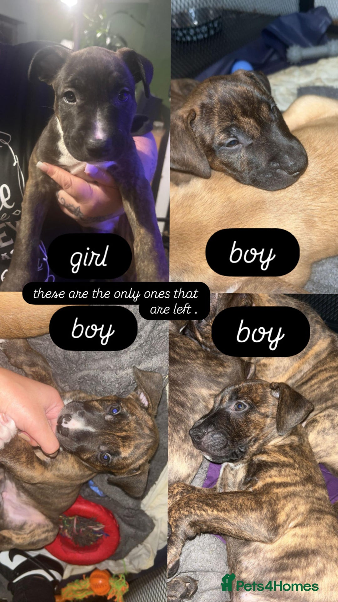 Mixed Breed dogs for sale: puppies of an english bull terrier/America bulldog - Image 1