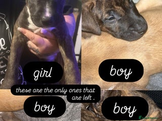Mixed Breed dogs - Advert 3